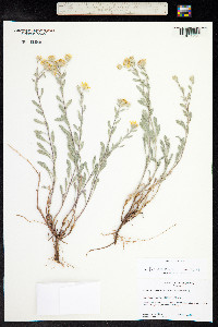 Heterotheca zionensis image