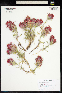 Castilleja scabrida image