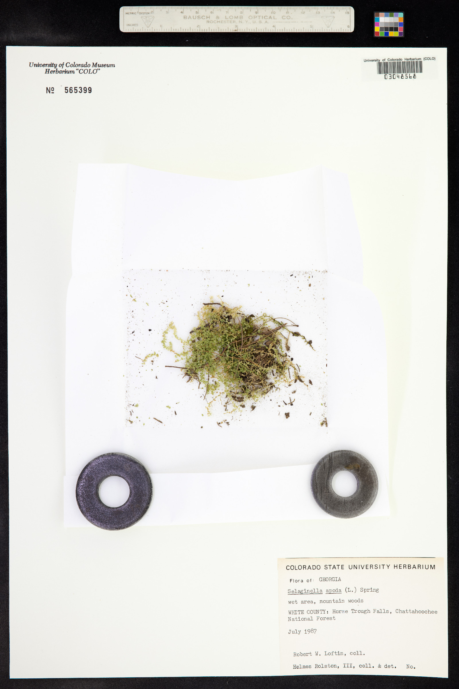 Selaginella apoda image