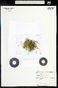 Selaginella apoda image
