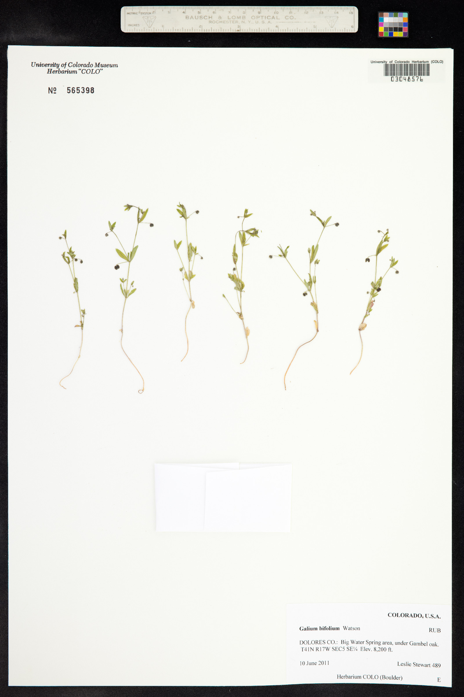 Galium bifolium image