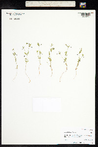 Galium bifolium image