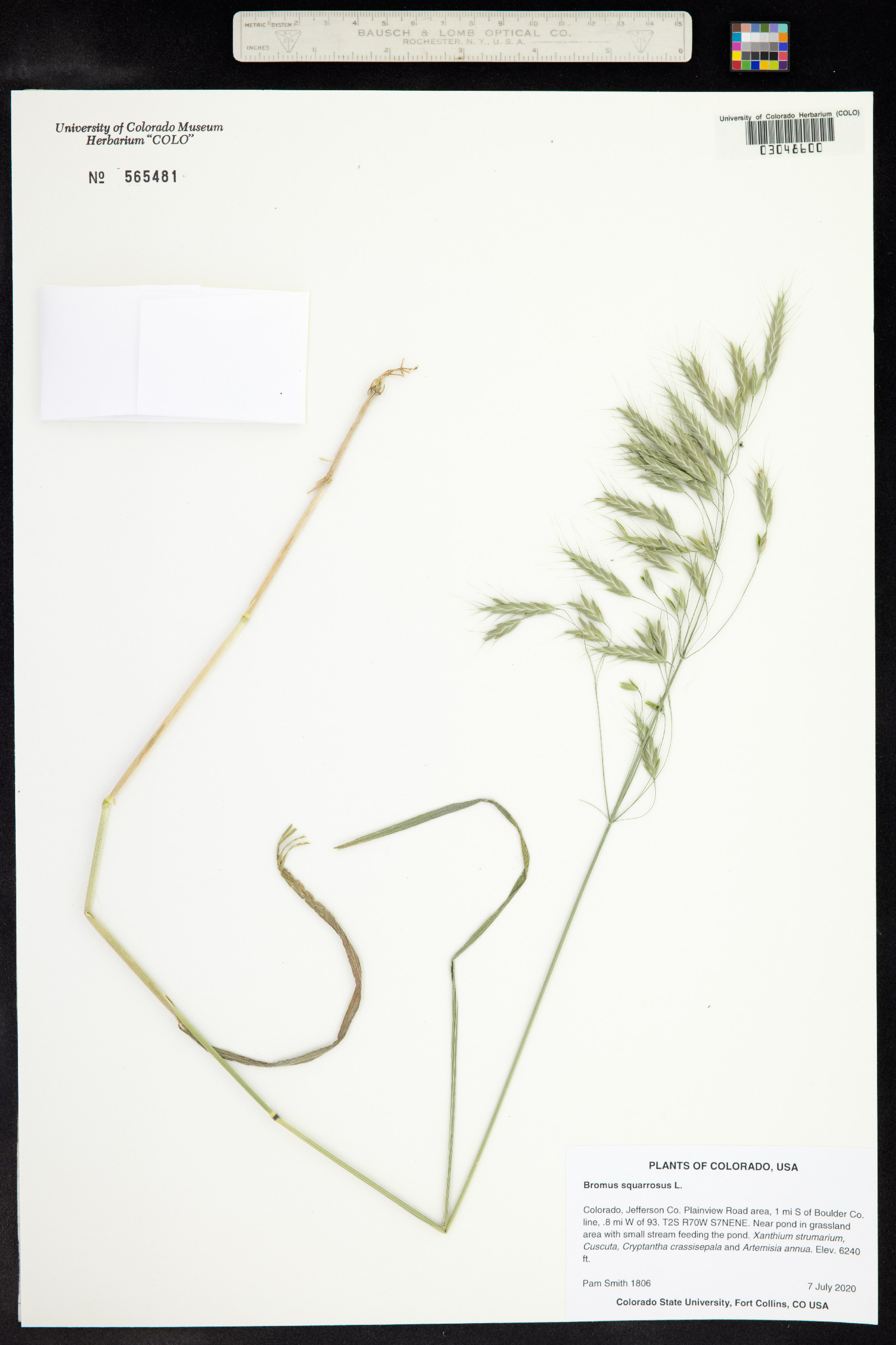Bromus squarrosus image