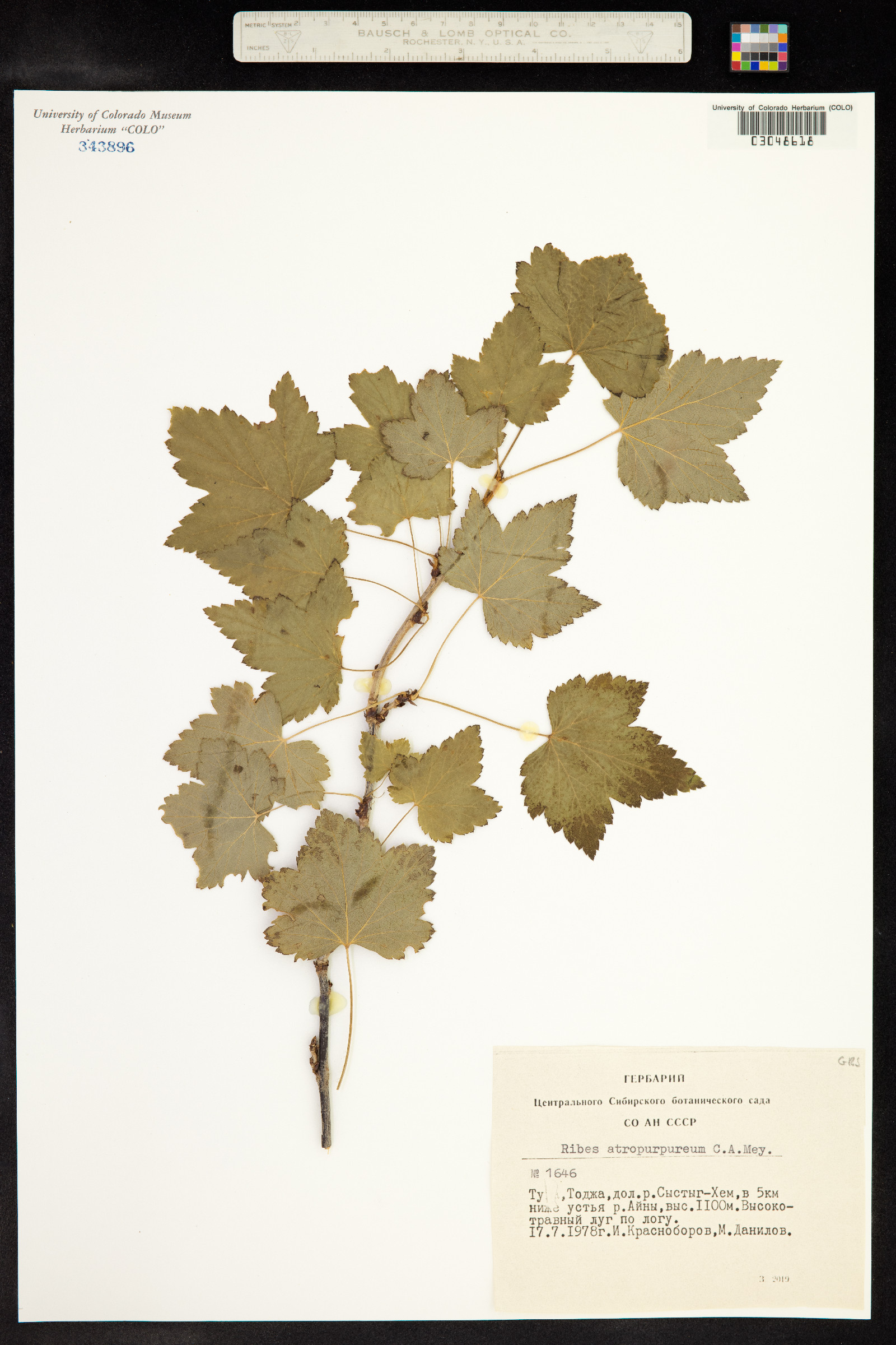 Ribes petraeum image