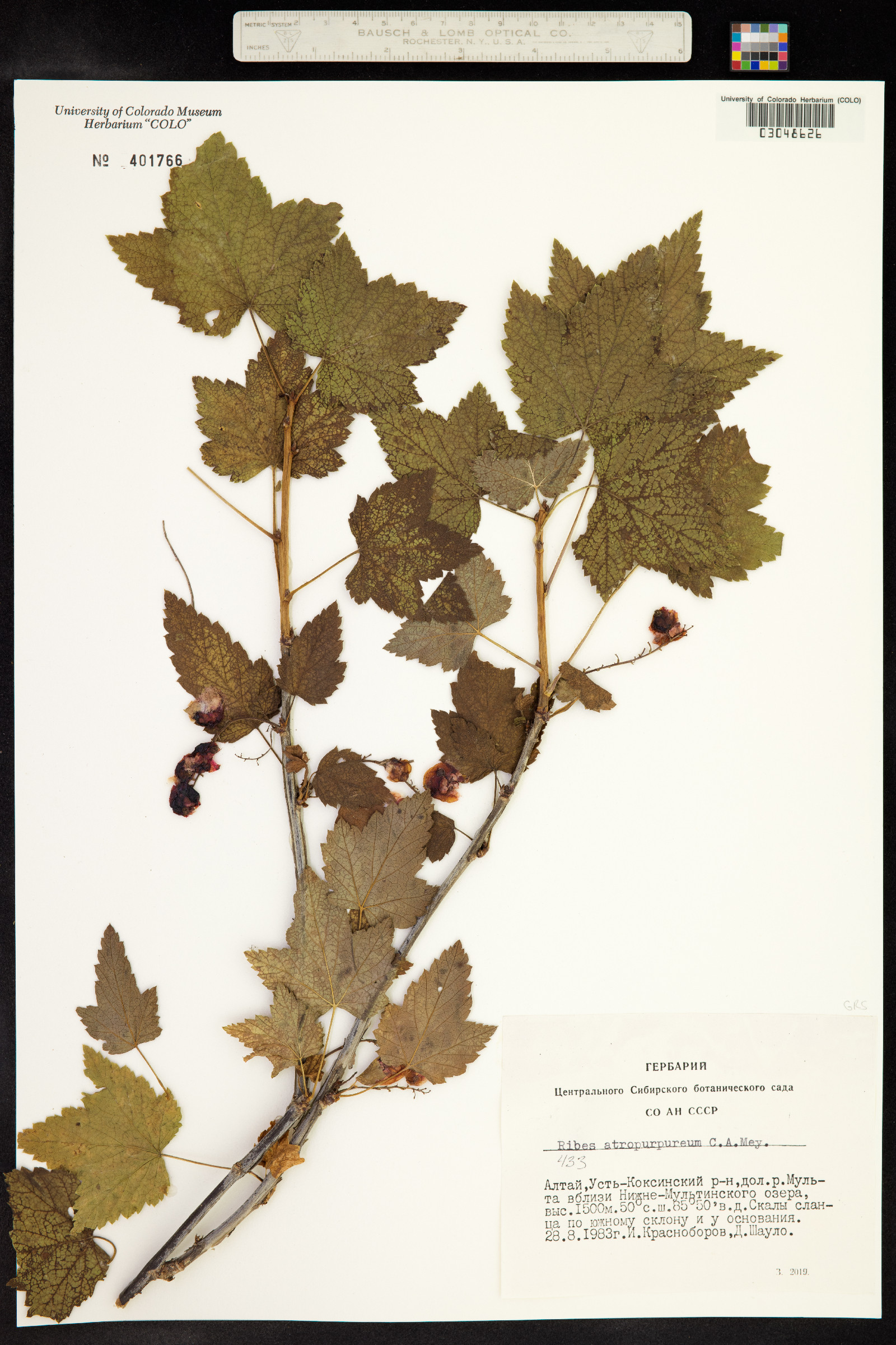 Ribes petraeum var. atropurpureum image