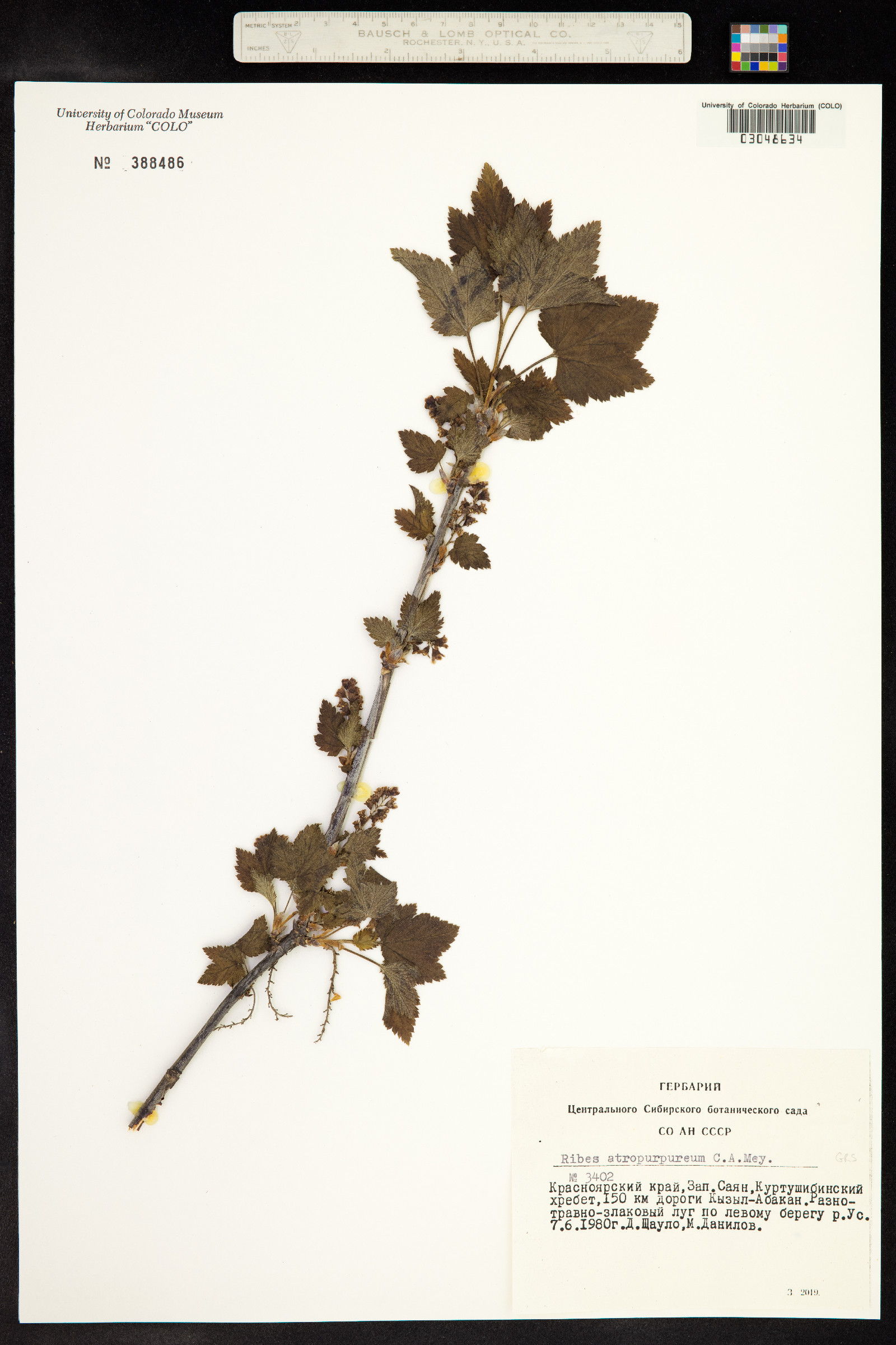 Ribes petraeum image