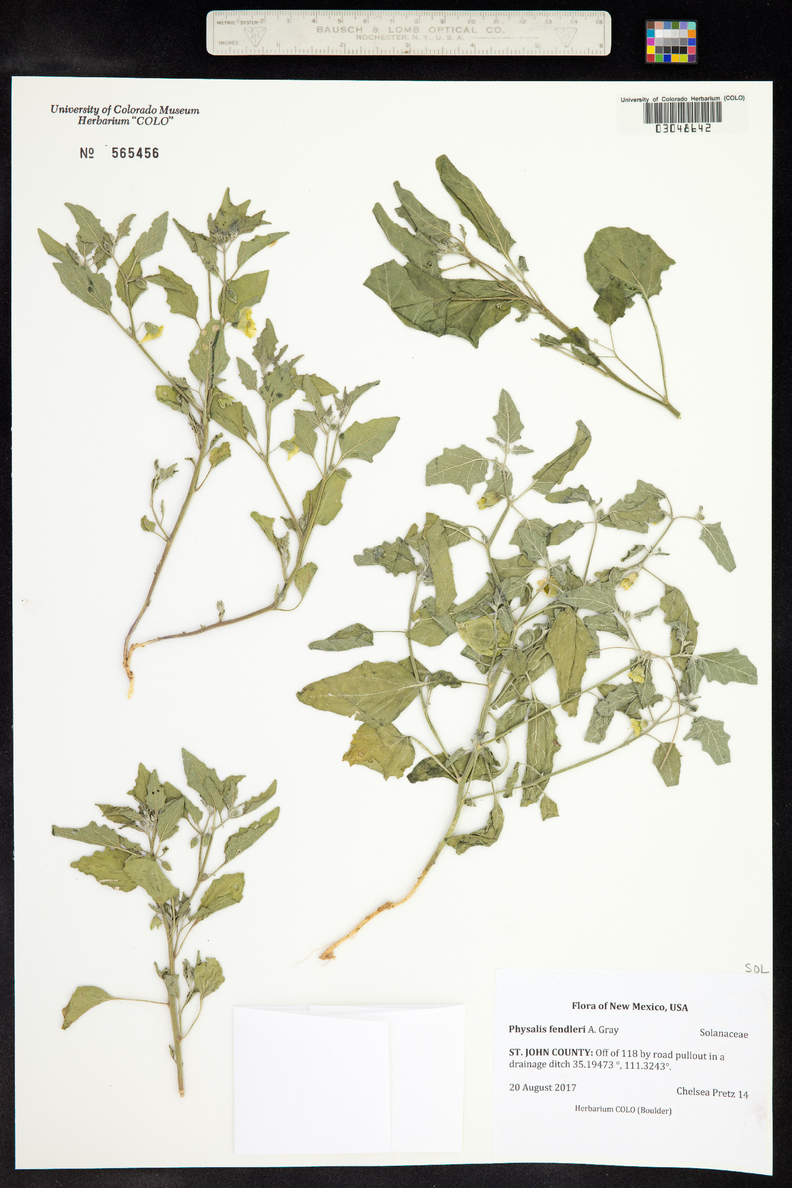 Physalis hederifolia var. fendleri image