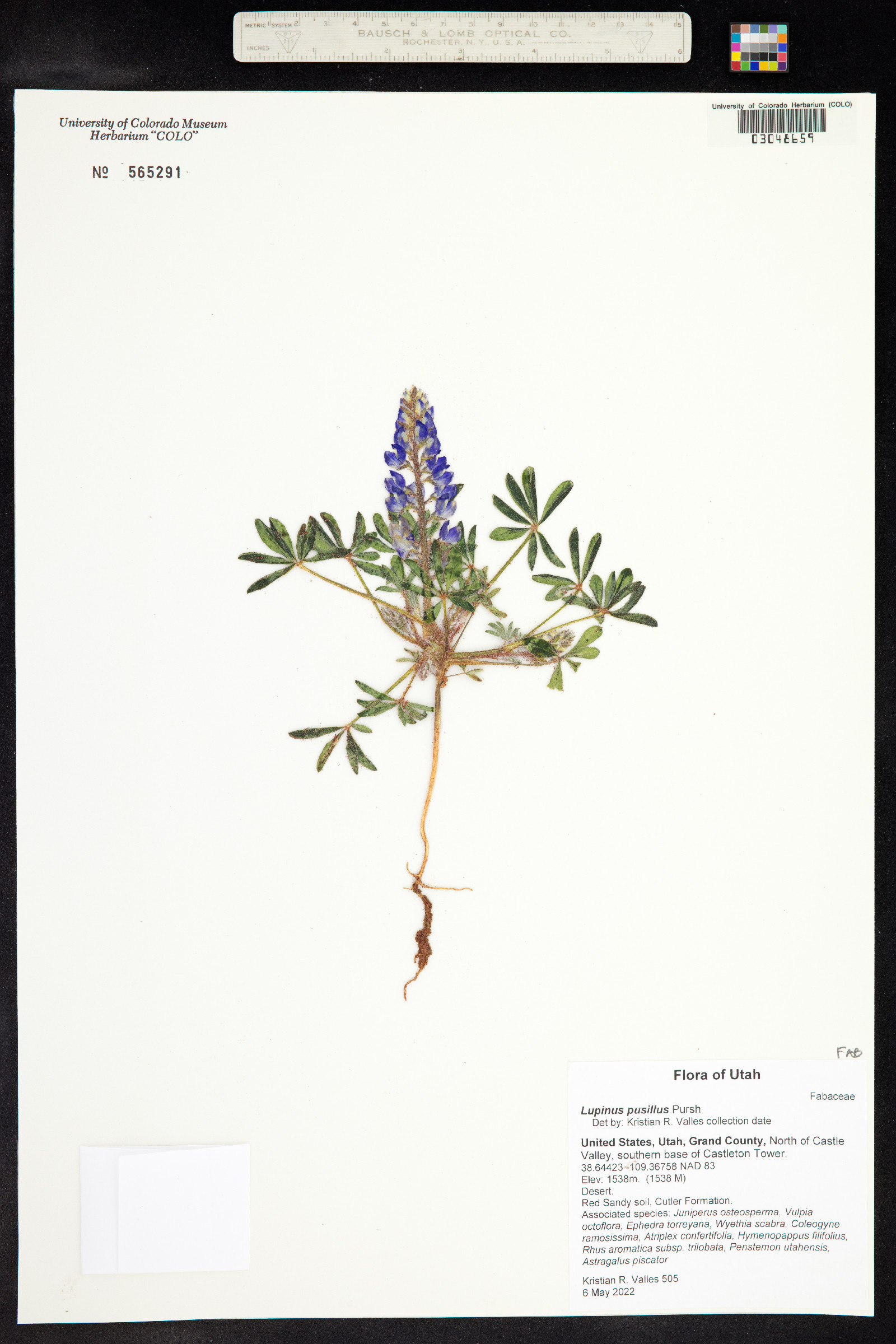 Lupinus pusillus image