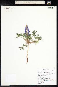 Lupinus pusillus image