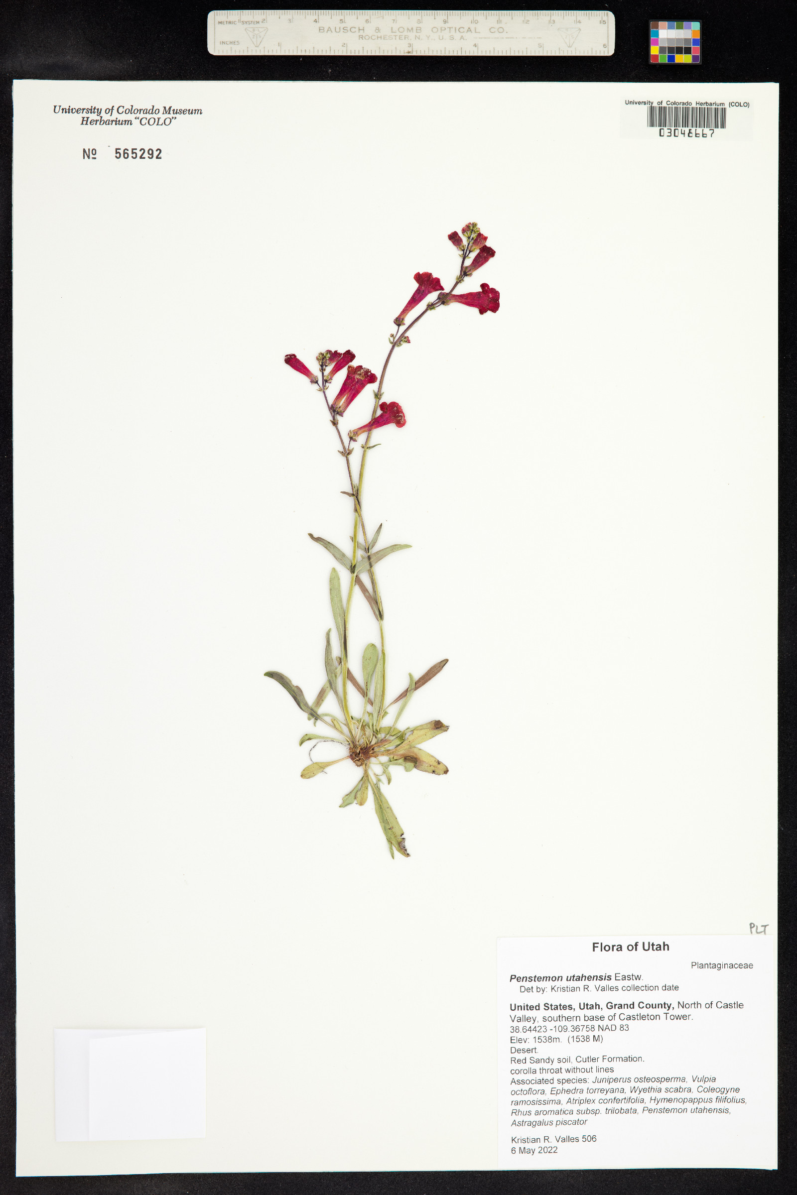 Penstemon utahensis image