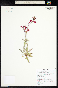 Penstemon utahensis image