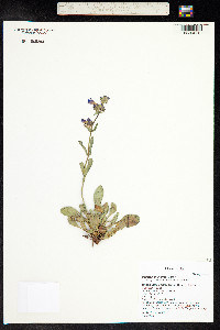 Penstemon moffatii image