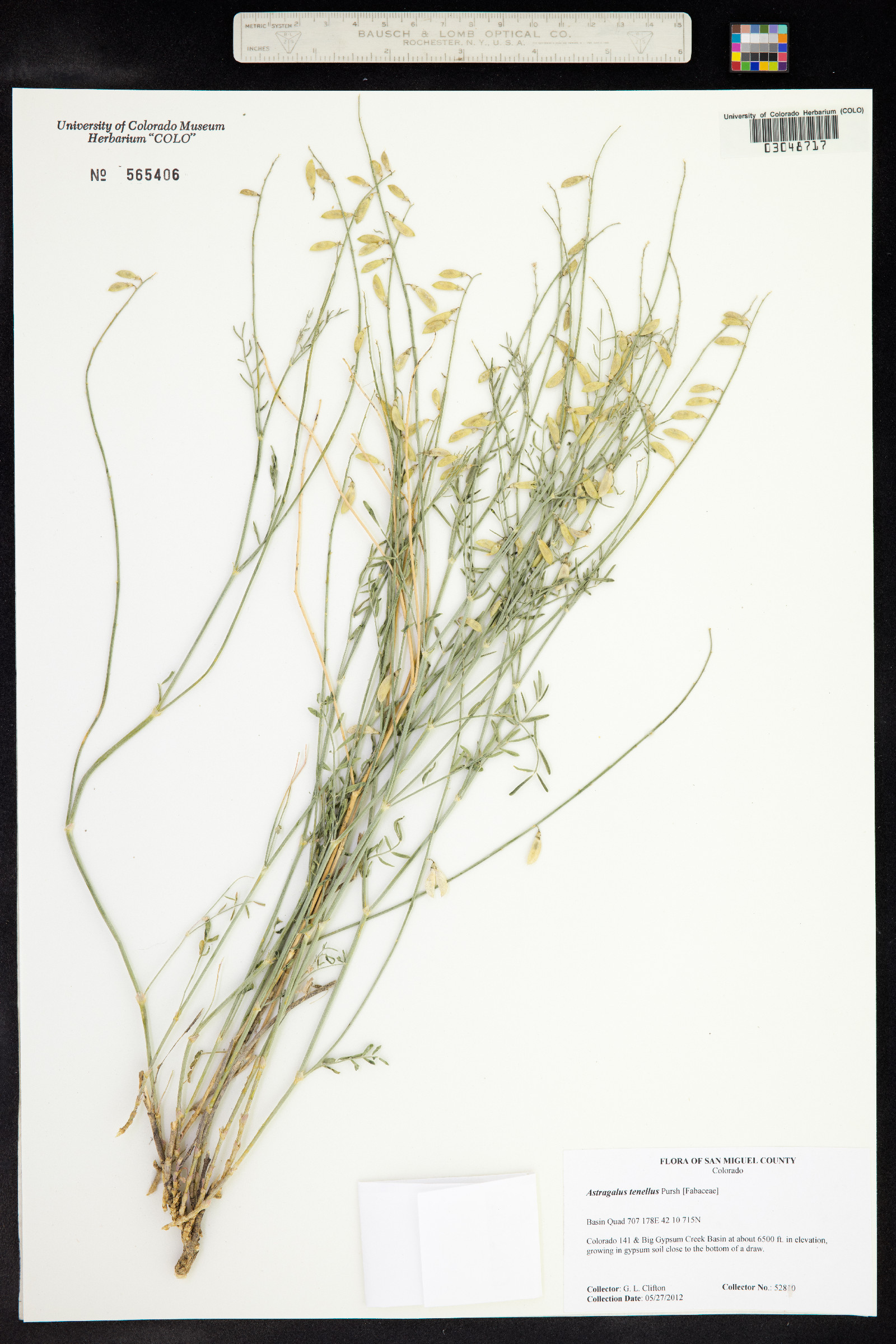 Astragalus multiflorus image