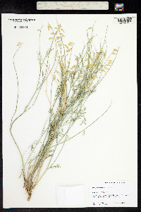 Astragalus multiflorus image