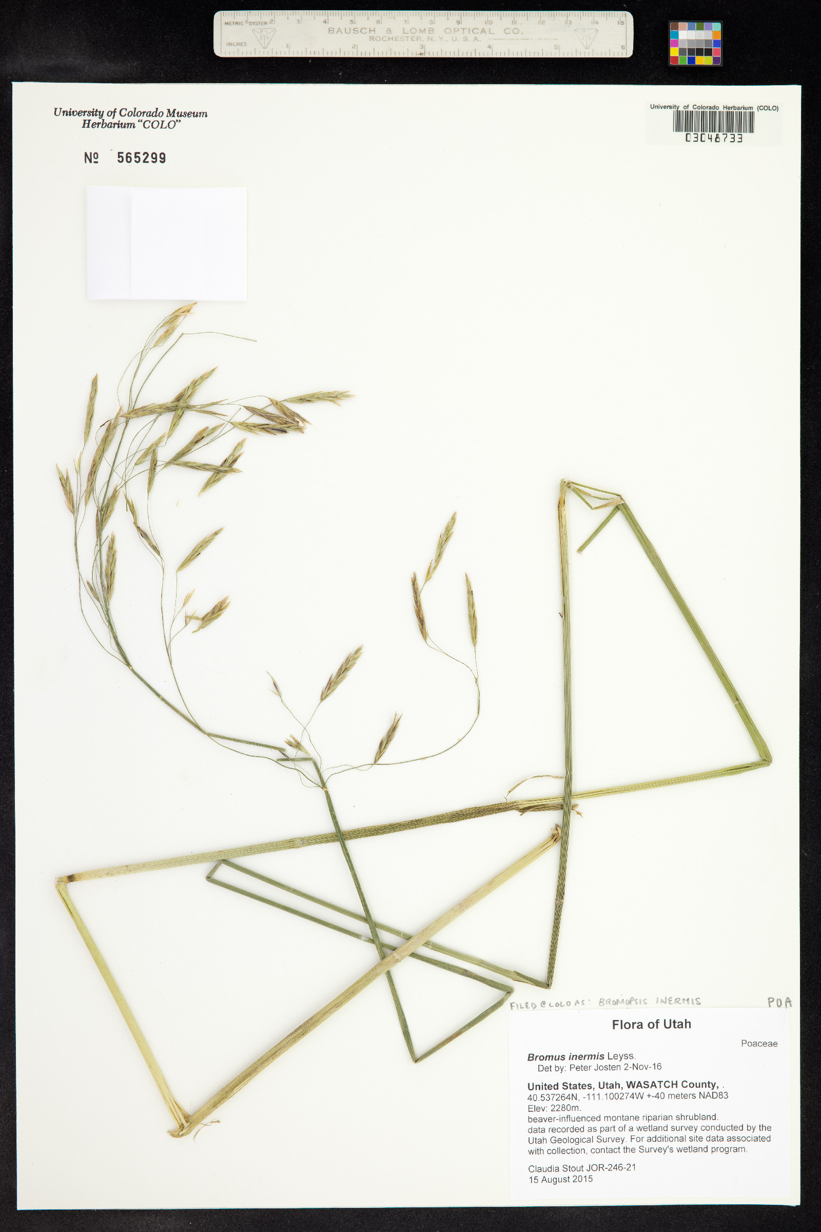 Bromus inermis image