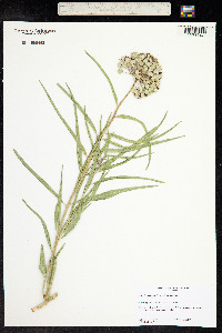 Asclepias asperula image