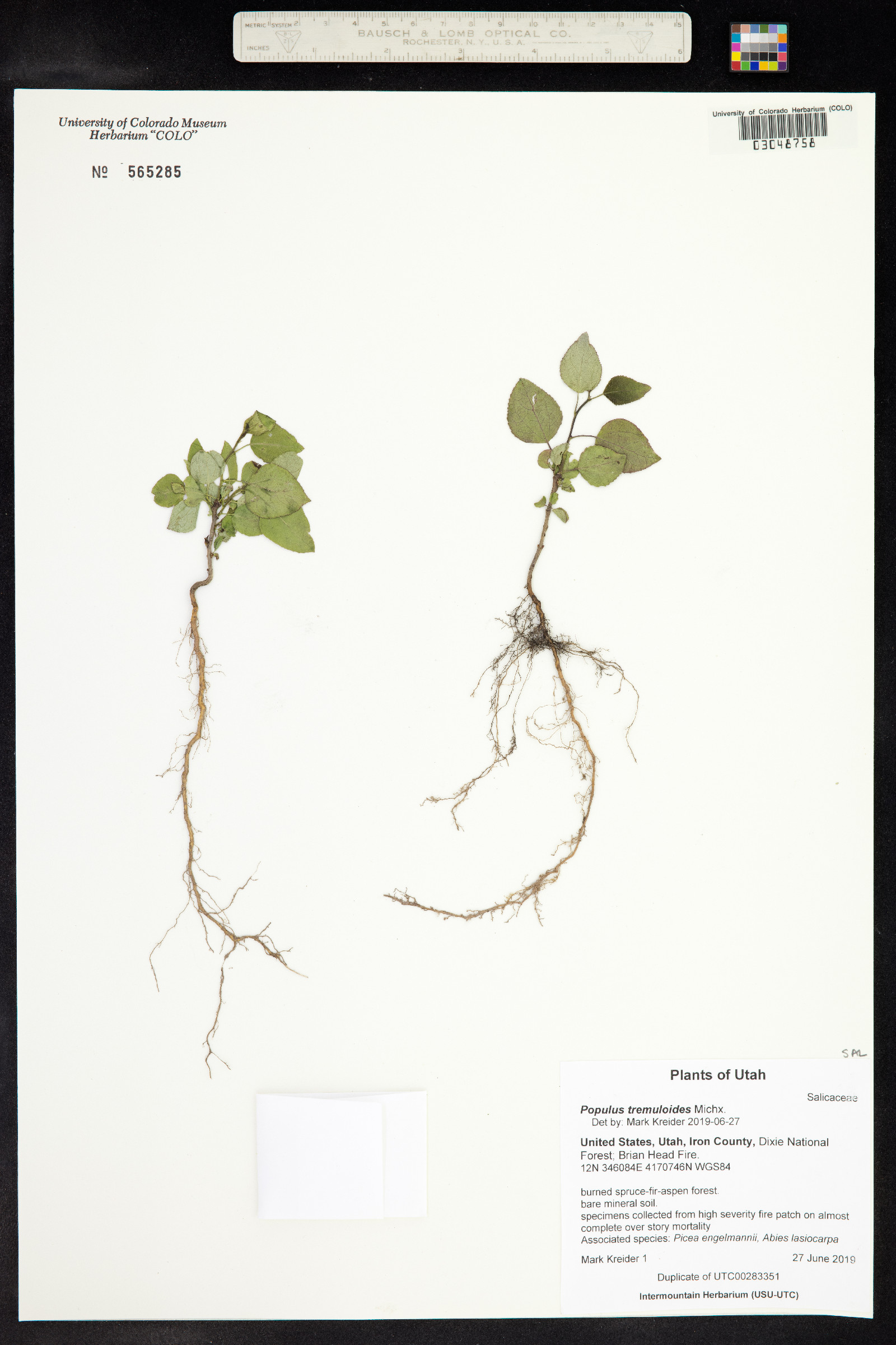 Populus tremuloides image