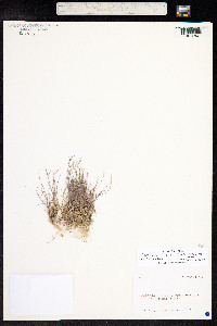 Danthonia unispicata image