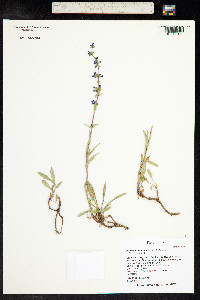 Penstemon humilis image