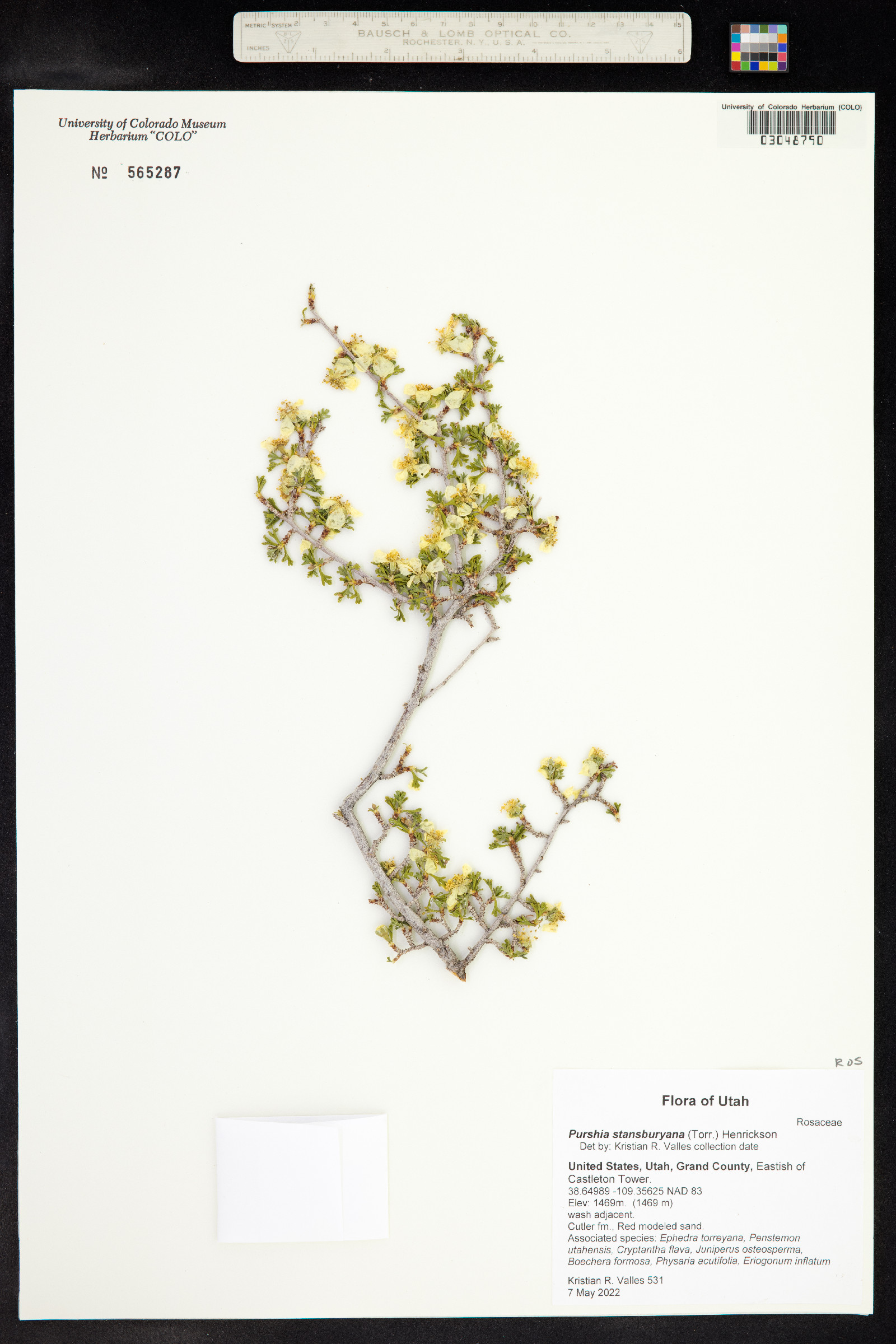 Purshia mexicana var. stansburyana image
