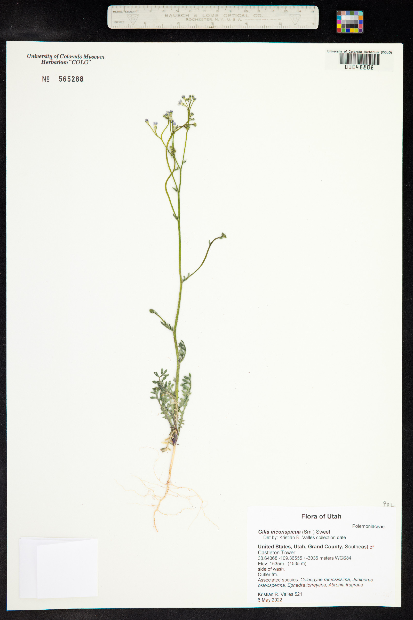 Gilia inconspicua image