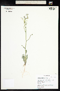 Gilia inconspicua image