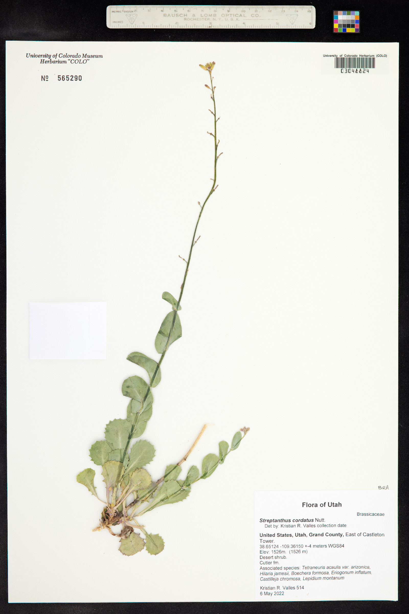 Streptanthus cordatus image