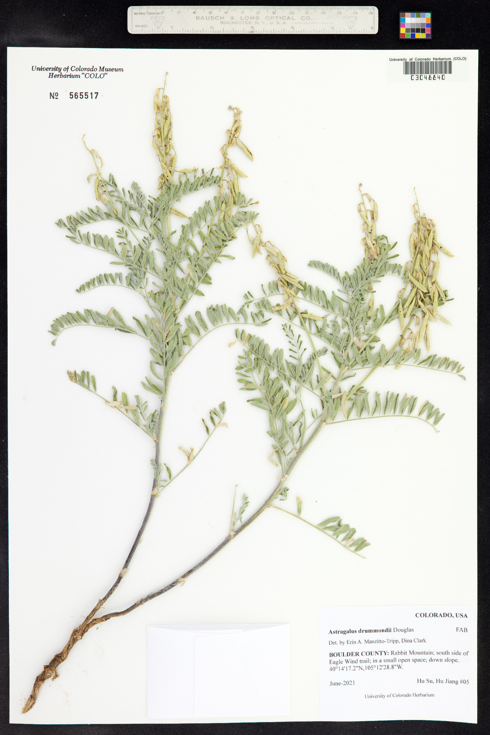 Astragalus drummondii image