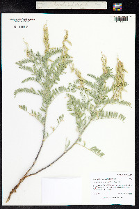 Astragalus drummondii image