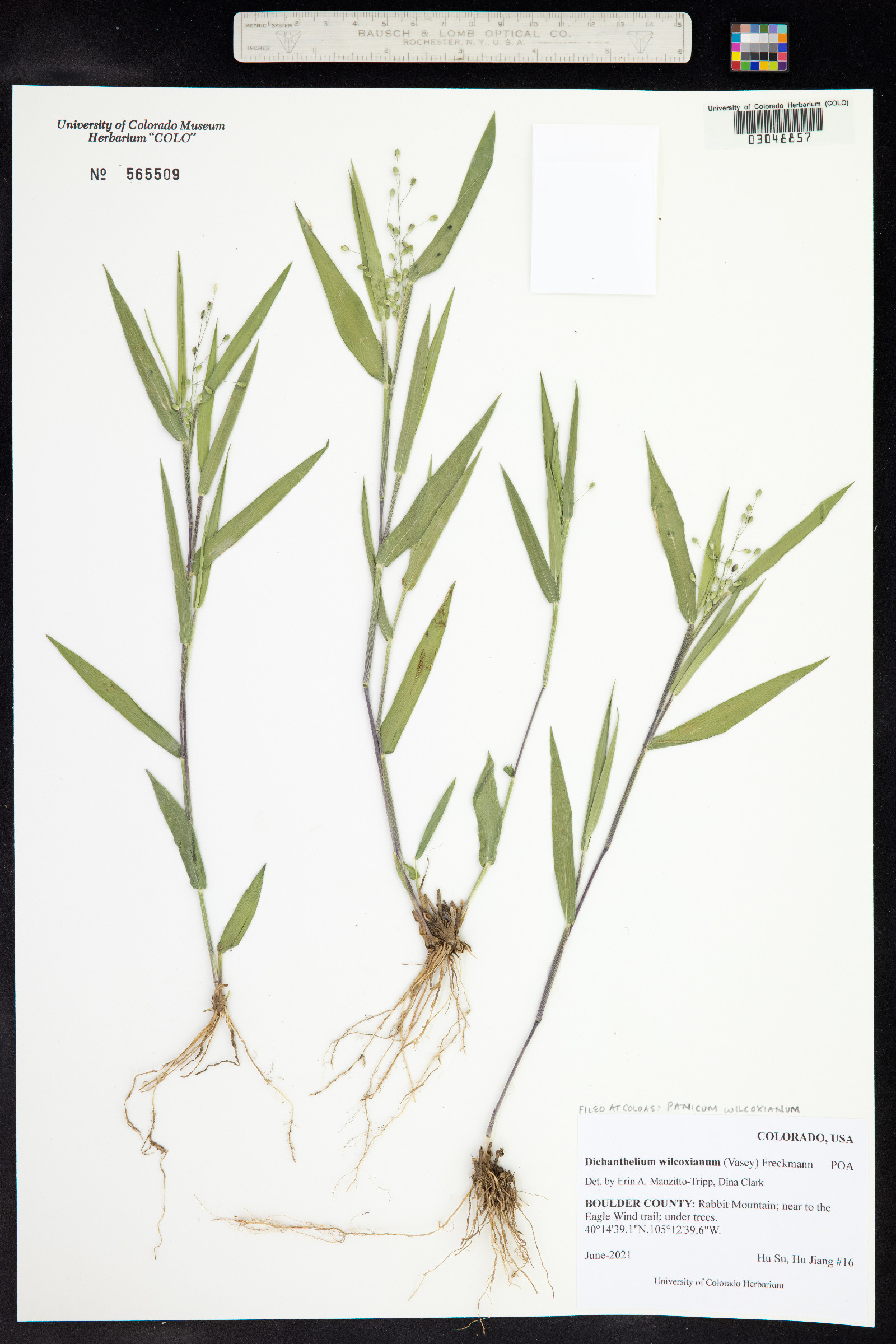 Dichanthelium wilcoxianum image