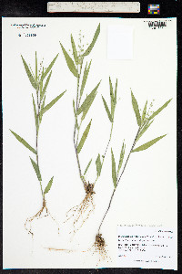 Dichanthelium wilcoxianum image