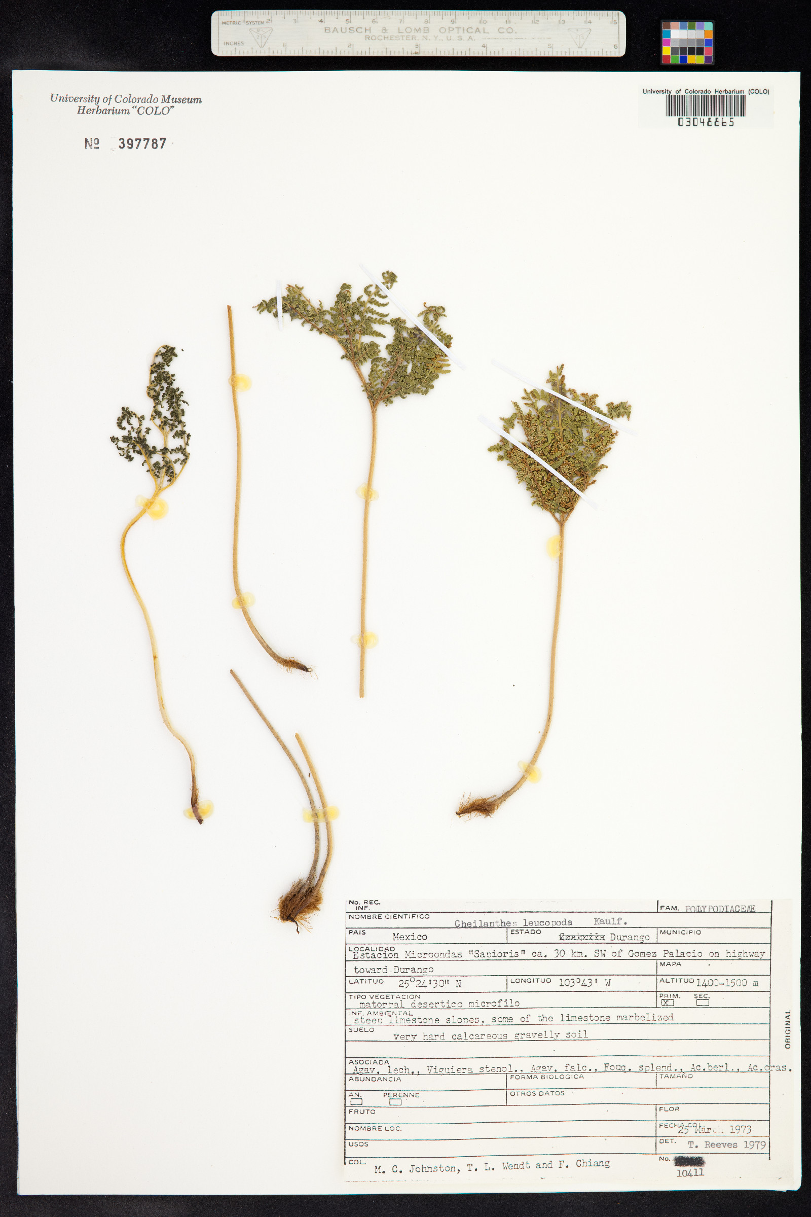 Cheilanthes leucopoda image