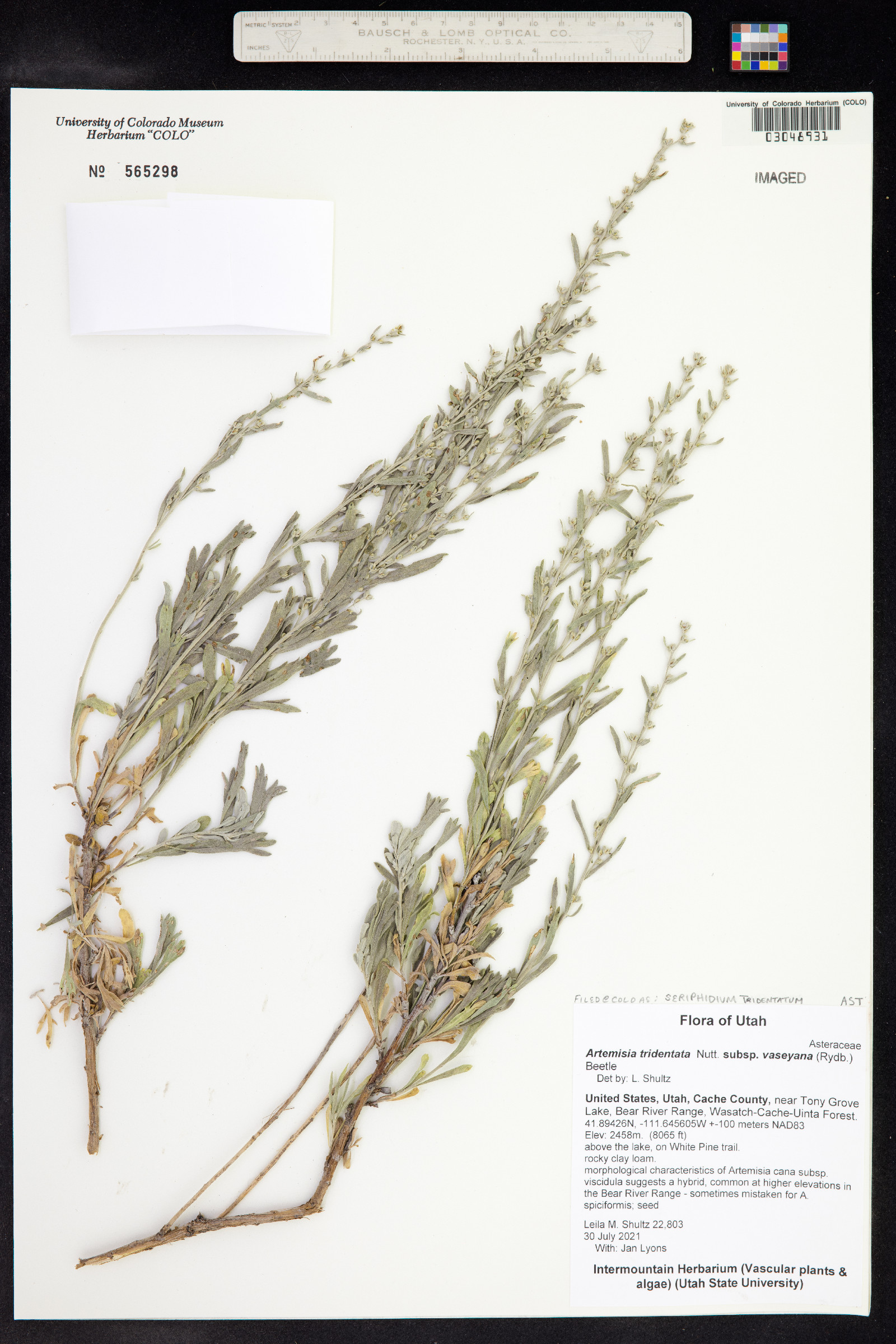 Artemisia tridentata image