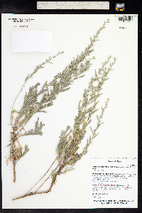 Artemisia tridentata image