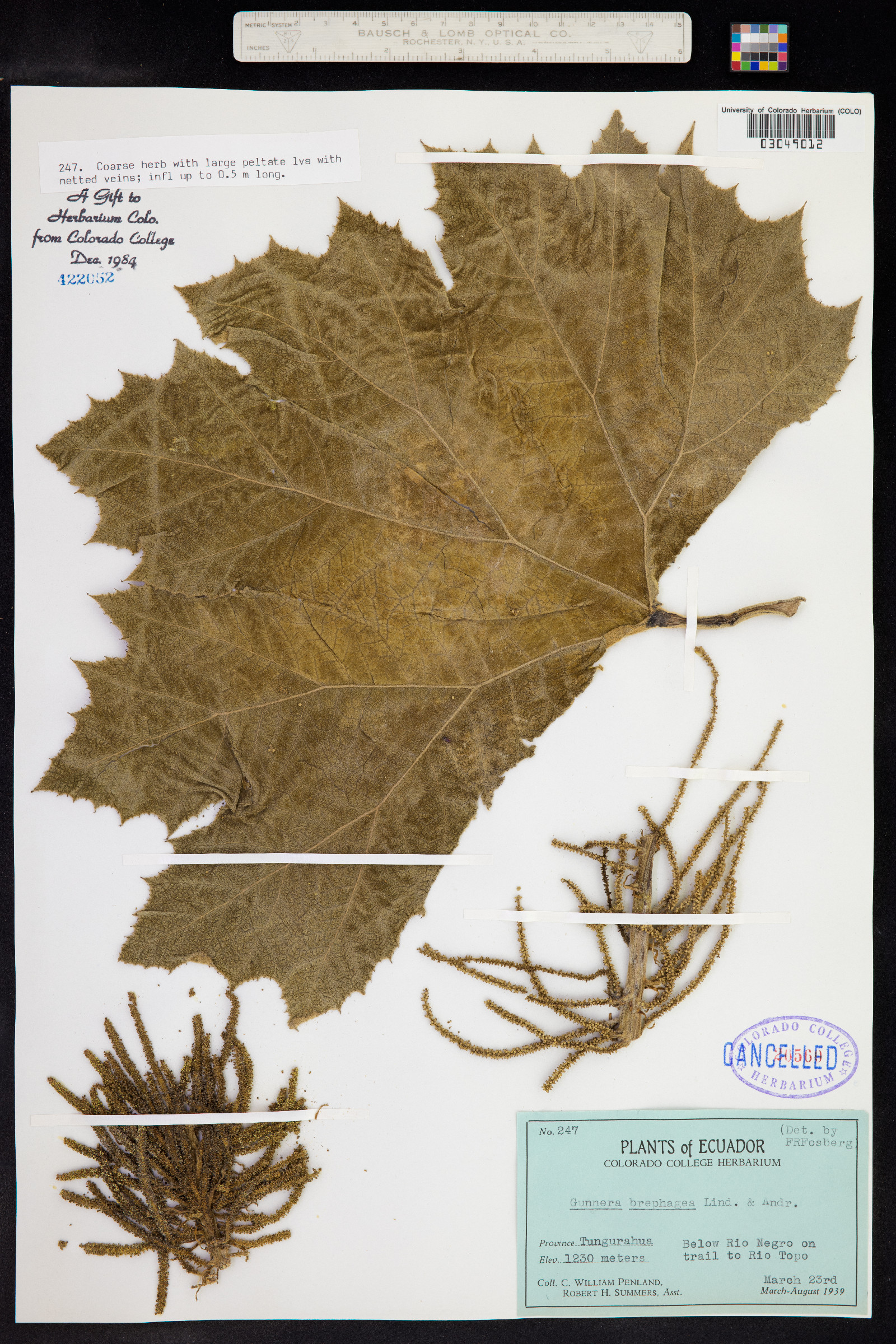 Gunnera brephogea image