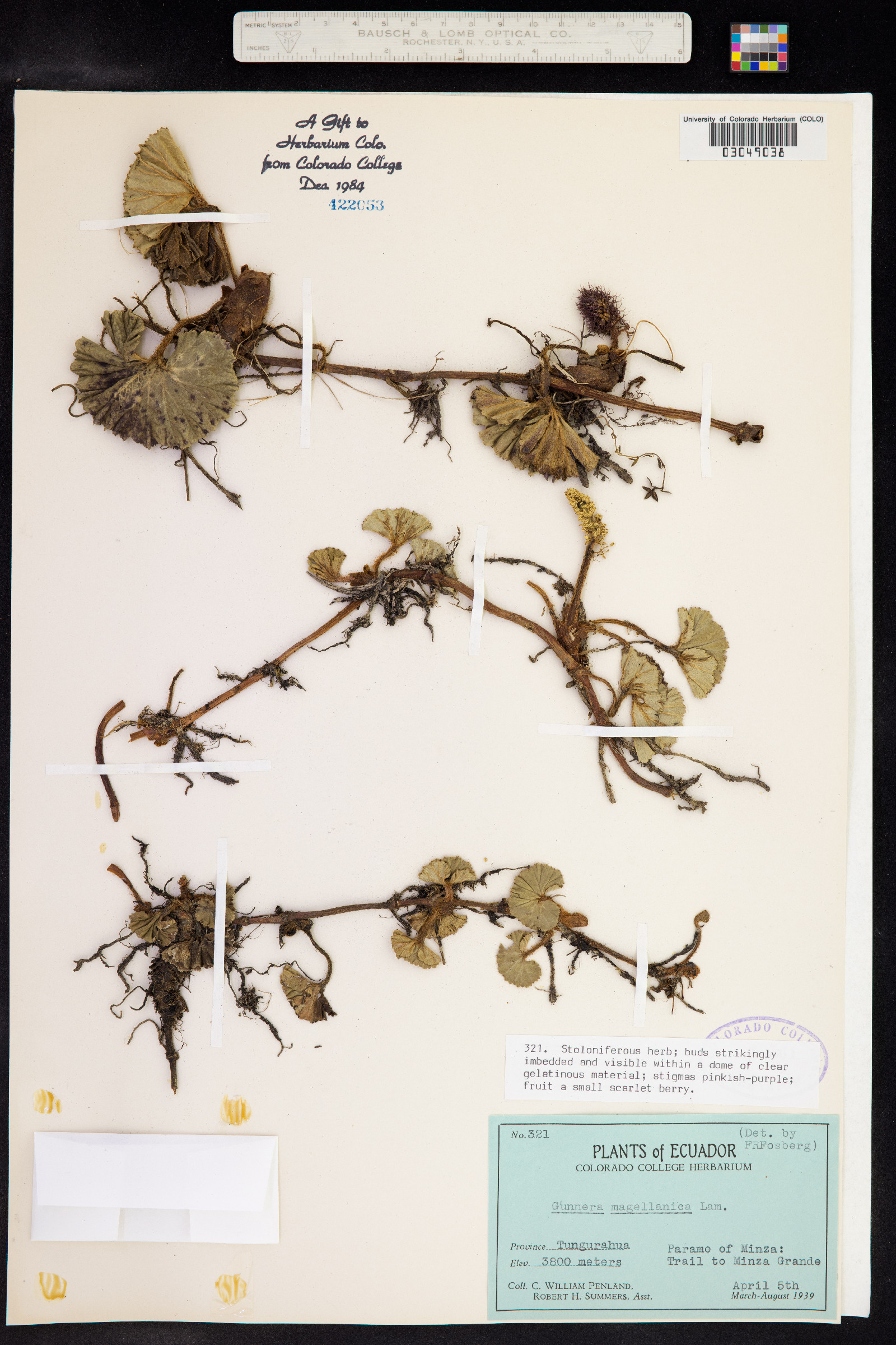 Gunnera magellanica image