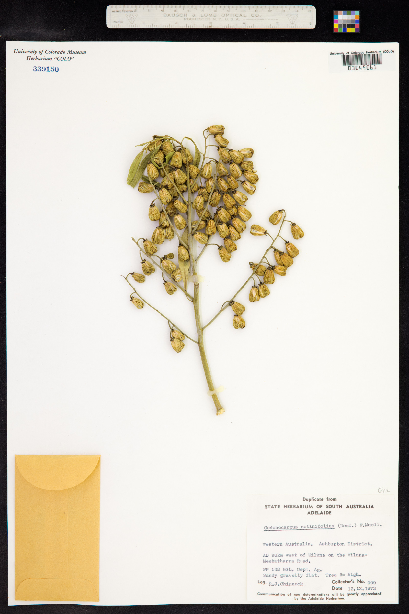 Codonocarpus cotinifolius image