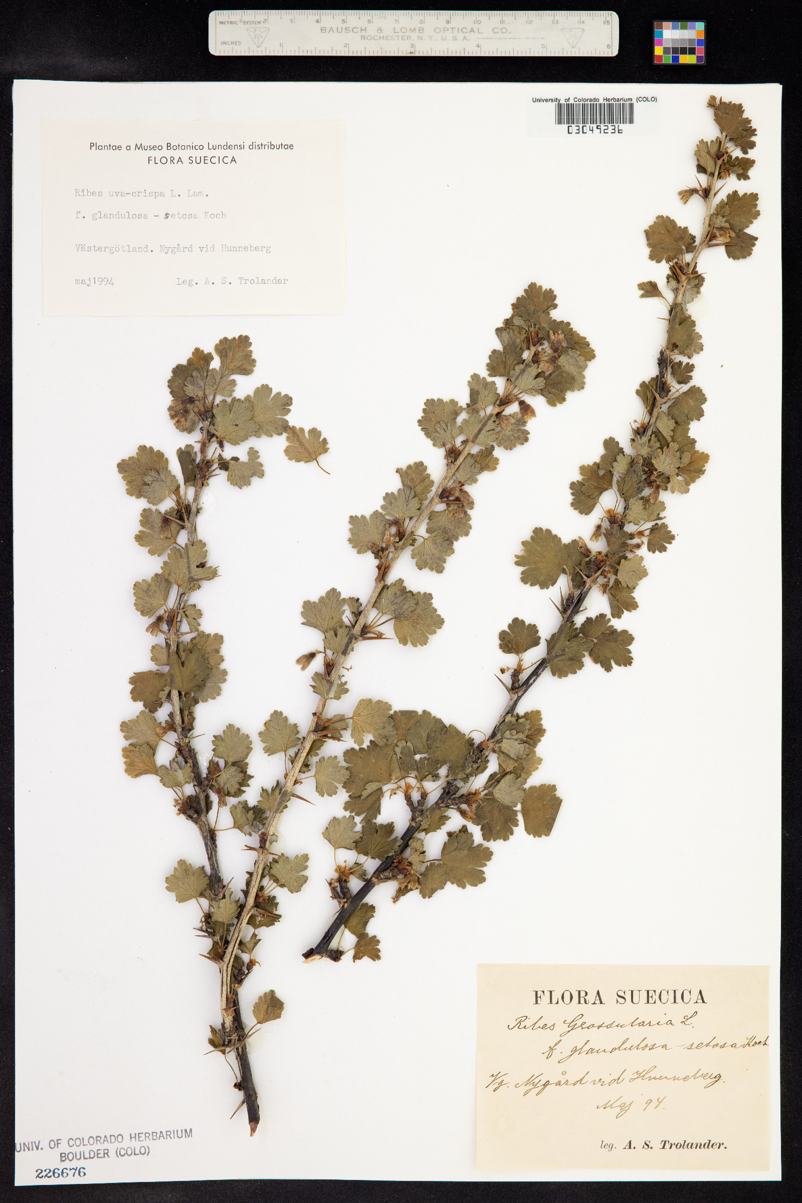 Ribes uva-crispa image