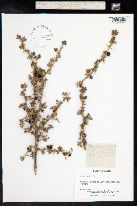 Ribes uva-crispa image