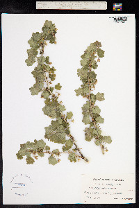 Ribes uva-crispa image