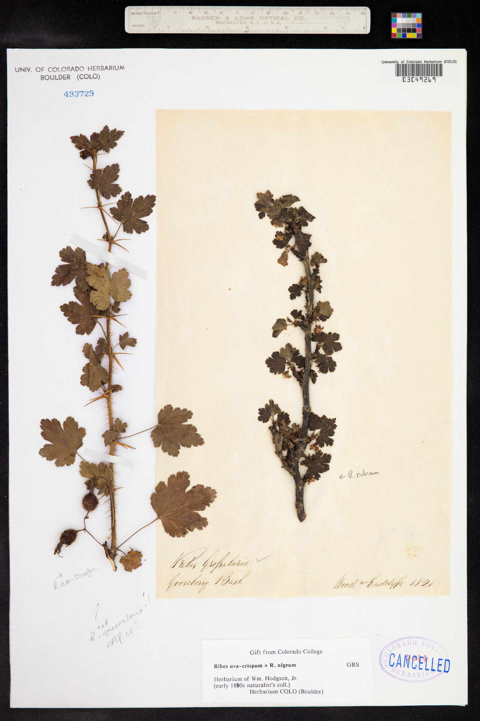 Ribes uva-crispa image