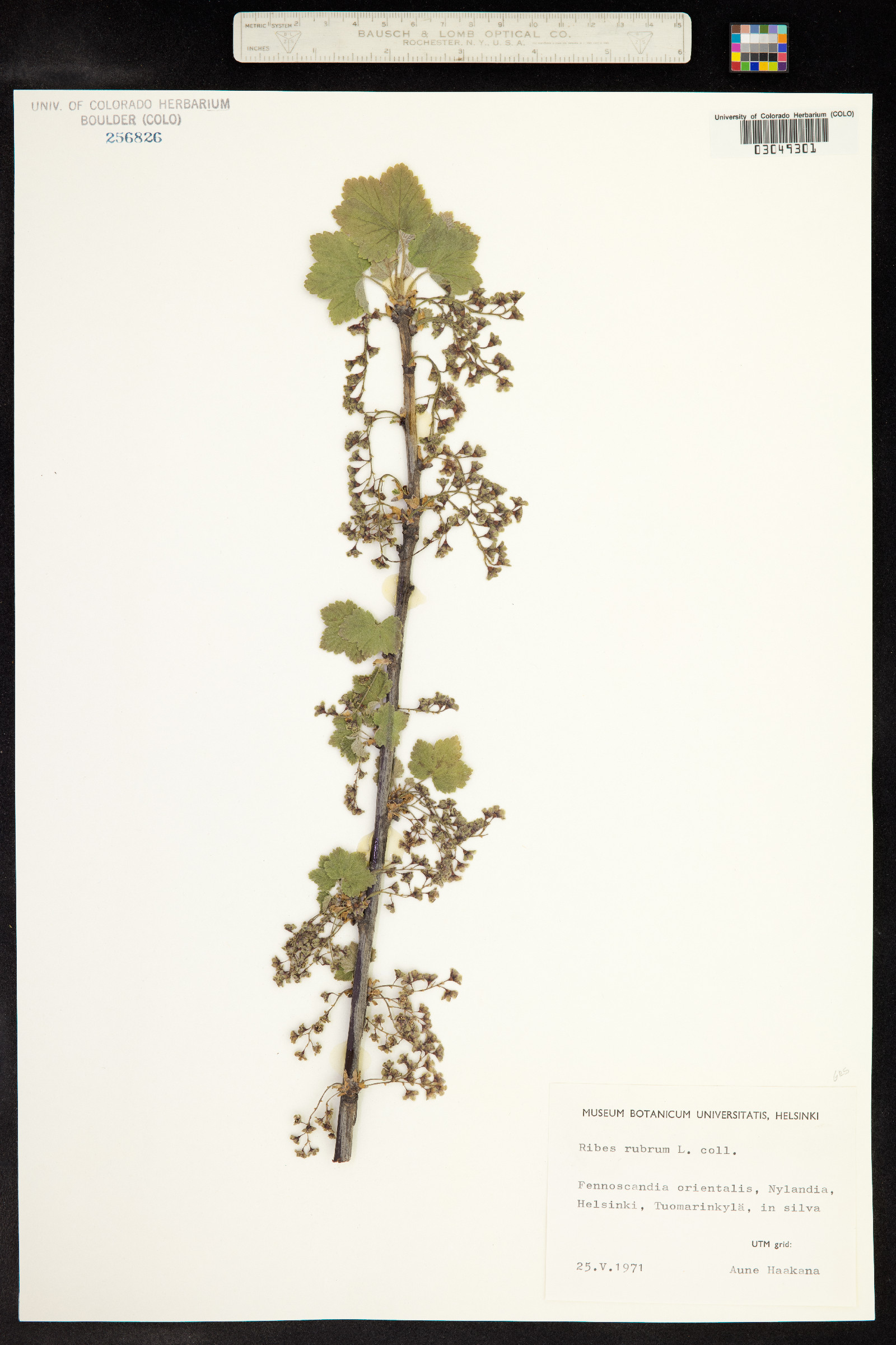 Ribes rubrum image