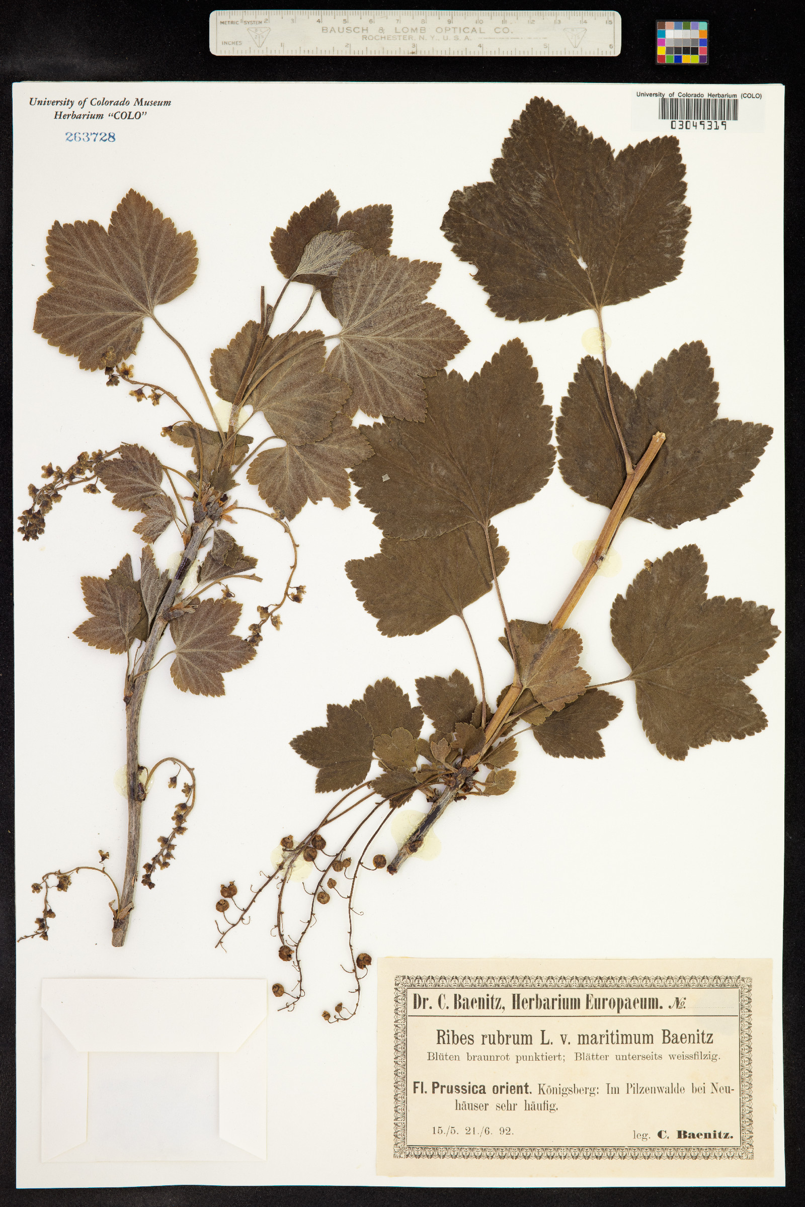 Ribes rubrum image
