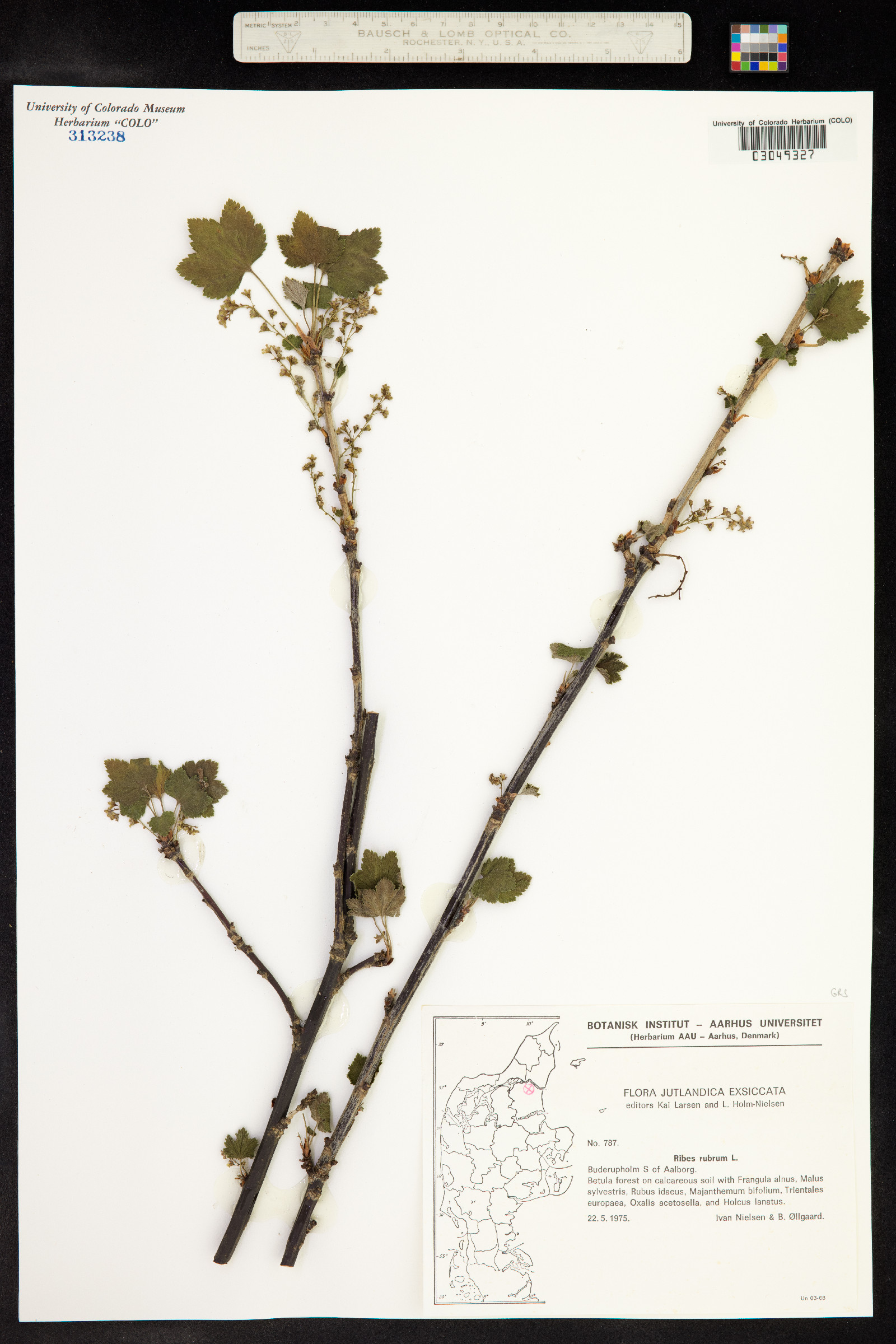 Ribes rubrum image