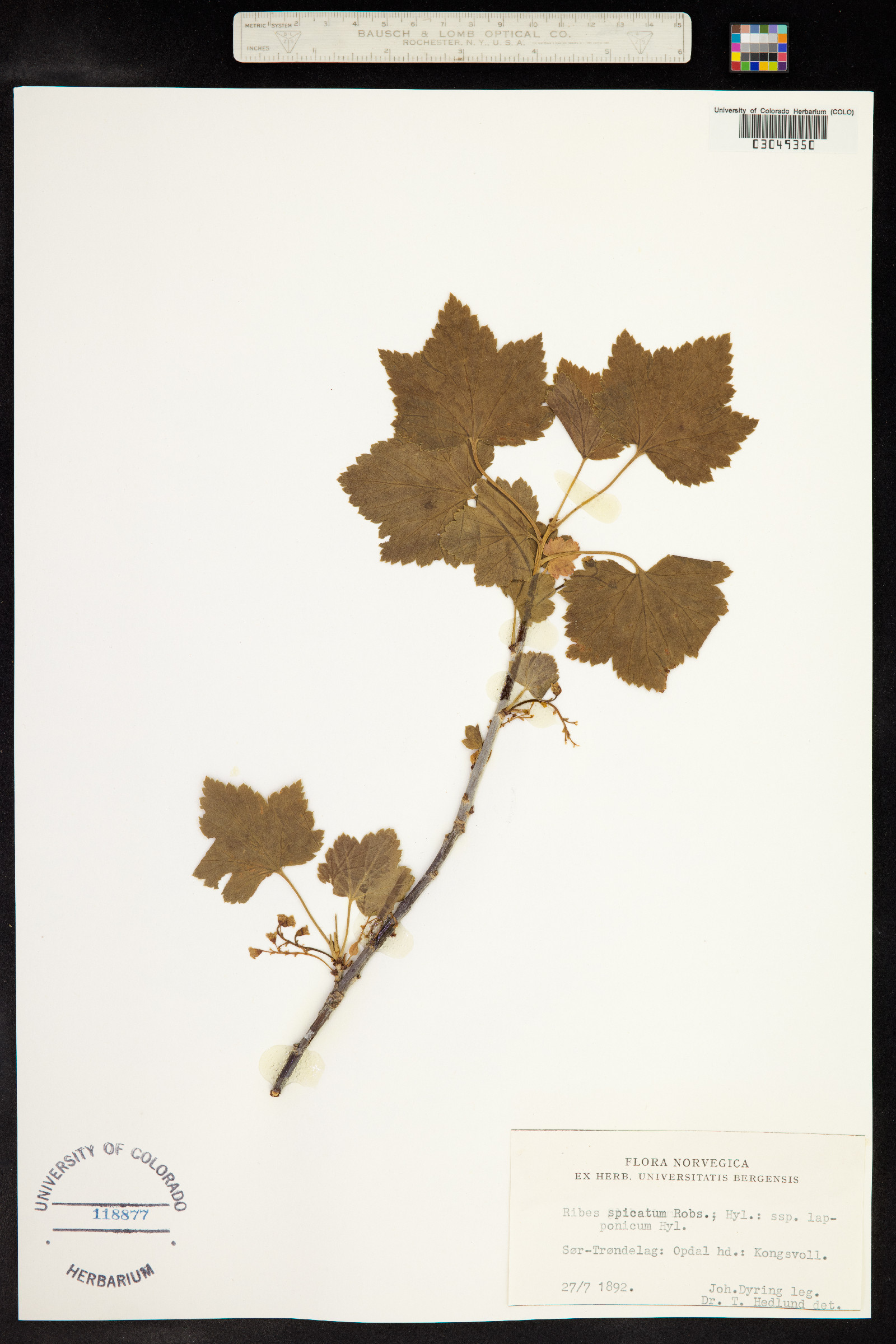 Ribes spicatum image