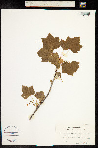 Ribes spicatum image