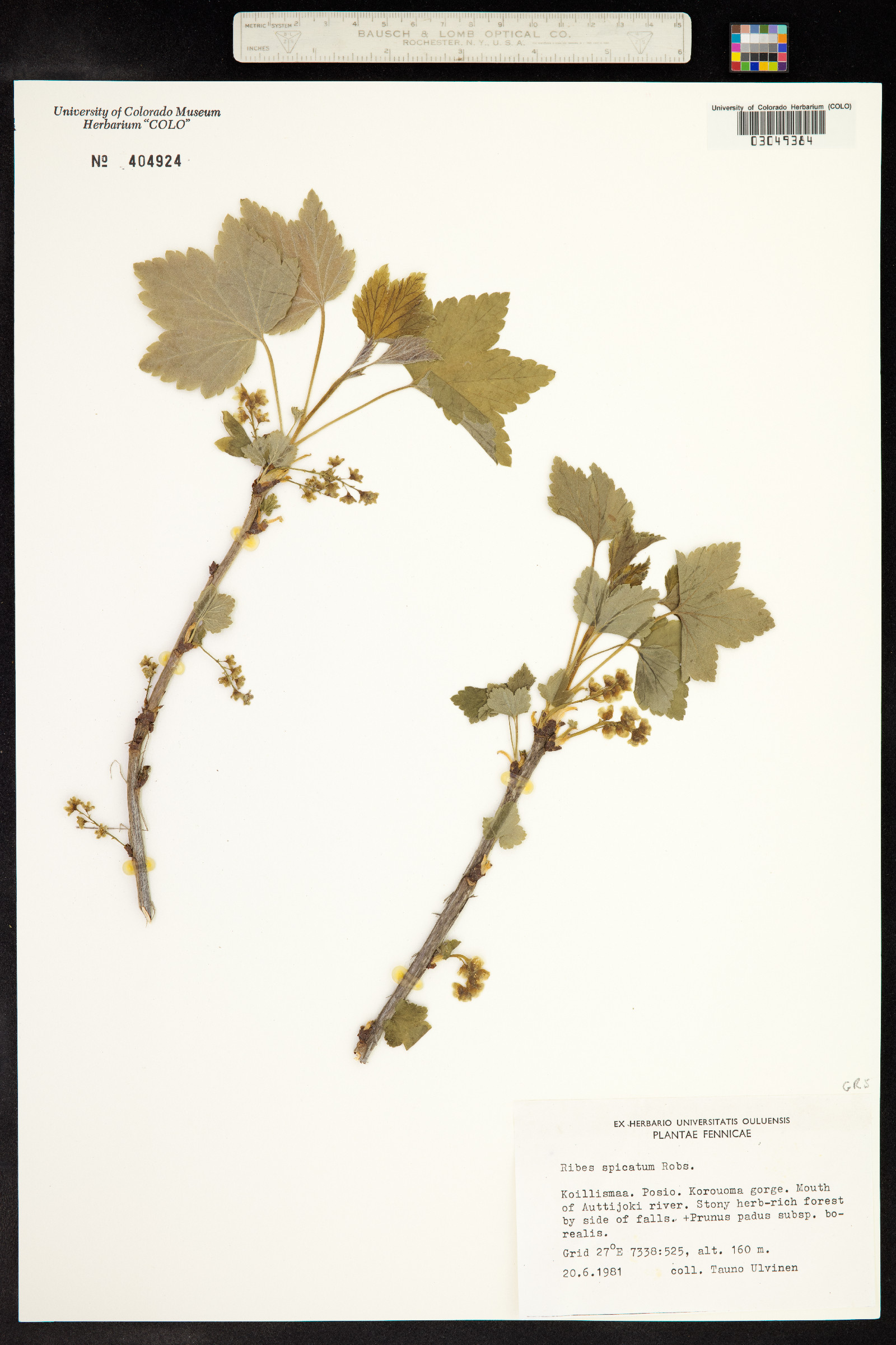 Ribes spicatum image