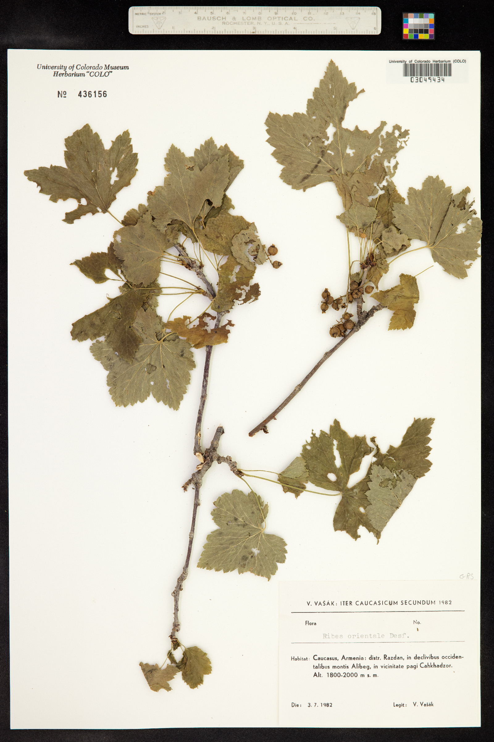 Ribes orientale image