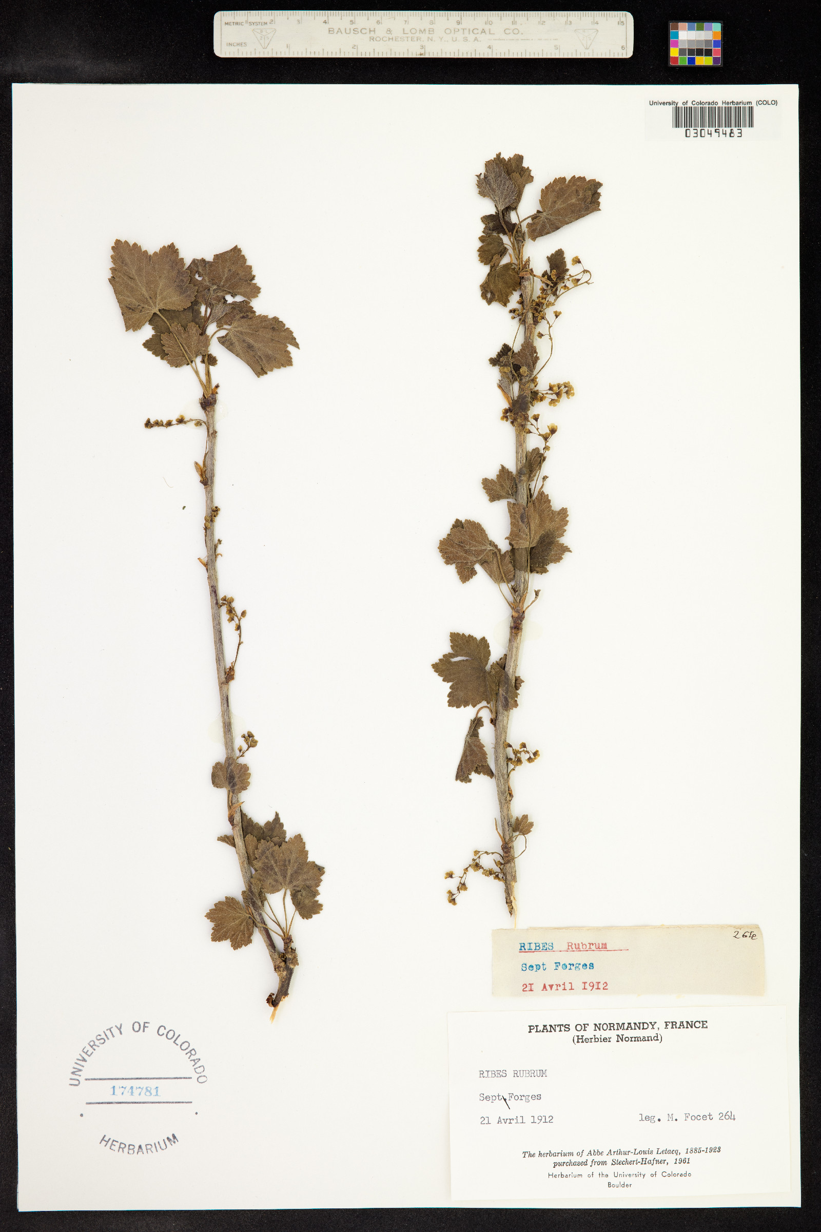 Ribes rubrum image