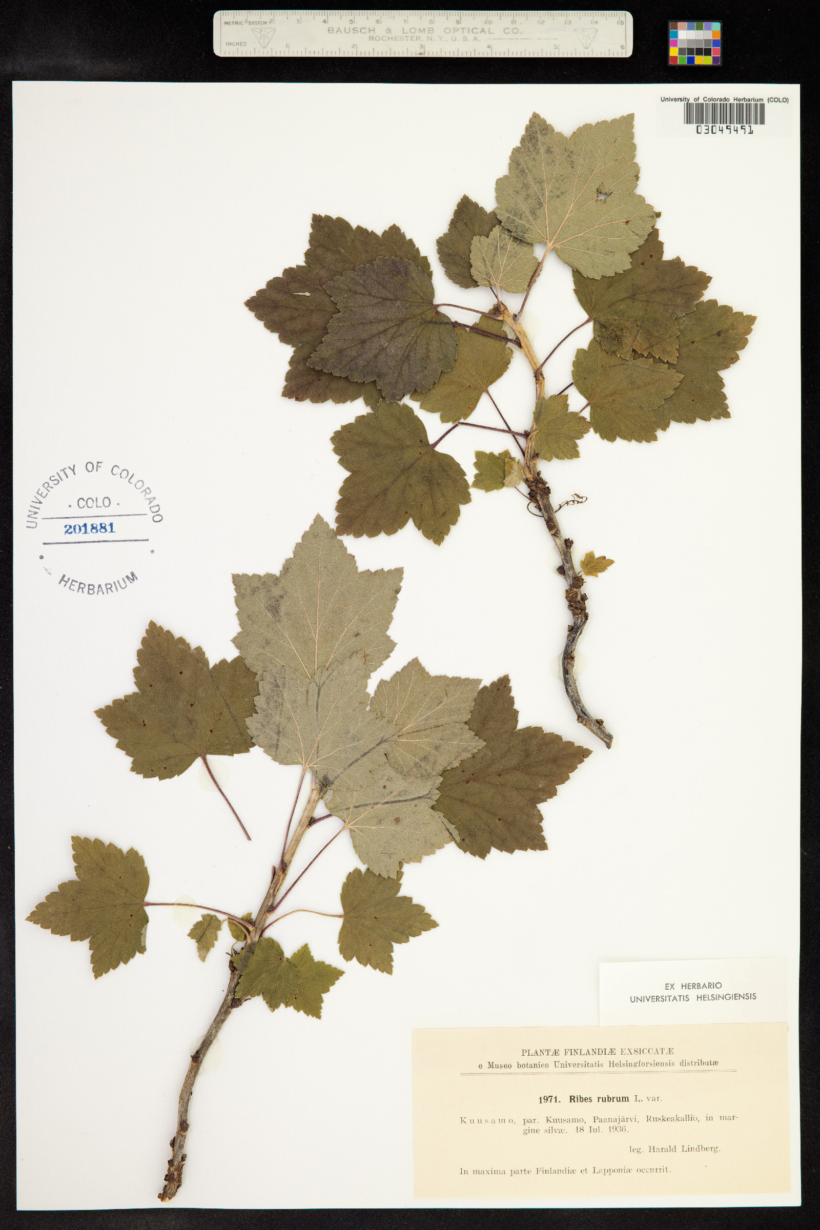 Ribes rubrum image